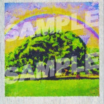 木のポストカード『モンキーポッド』の画像