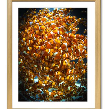 【額付アート写真/A3サイズ】HORDE OF ORANGE NIMO（ニモの大群）の画像
