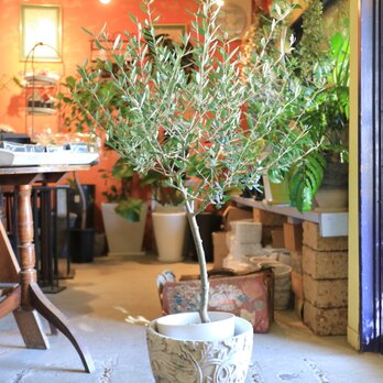 1点のみ　大きな オリーブの木 ネバディロブランコ　トピアリー　アンティーク風鉢付きの画像