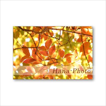 1611) 秋　シマサルスベリの紅葉、ヒマラヤスギの松ぼっくり、水辺の風景、紅葉   ポストカード5枚組の画像
