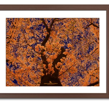 【額付アート写真/A3サイズ】ORANGE CHERRY TREE（オレンジの桜）の画像