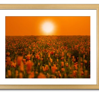 【額付アート写真/A3サイズ】ORANGE SUN LIGHTING THE POPPY FIELDの画像