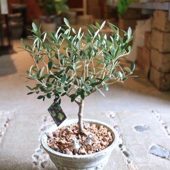 ＜SOUJU> 素敵な オリーブの木 ＜ネバディロブランコ＞とうさぎさん　バラのアンティーク風鉢付