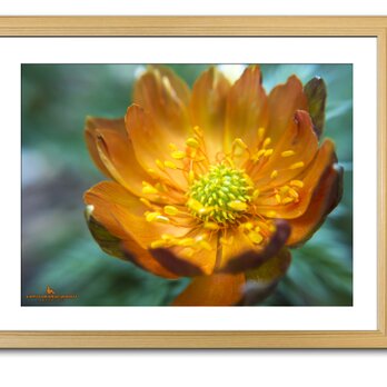 【額付アート写真/A3サイズ】MIRACLE ORANGE FLOWER（奇跡のオレンジの花）の画像