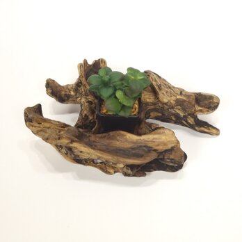 【温泉流木】格子のような変形流木のミニ鉢エアプランツスタンド ホルダー 木製 流木インテリアの画像