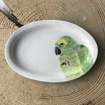 ボウシインコ　オパール形　リム皿　プレートの画像