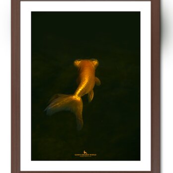 【額付アート写真/A3サイズ】GOLDFISH LEAVING（去りゆく金魚）の画像