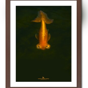 【額付アート写真/A3サイズ】GOLDFISH COMING（来る金魚）の画像