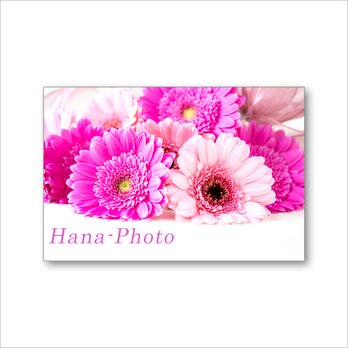 1615）鮮やかなピンクのガーベラのアレンジメント　ポストカード5枚組の画像