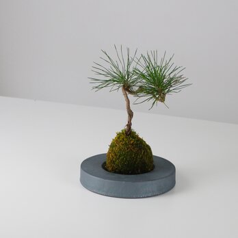 MYK：KOKEDAMA - kubo（Maru）【瓦】【こけ玉】【苔】【プレート】【新潟】の画像