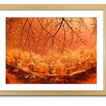 【額付アート写真/A3サイズ】ORANGE CHERRY BLOSSOME IN A DREAM（夢の中のオレンジ桜）の画像