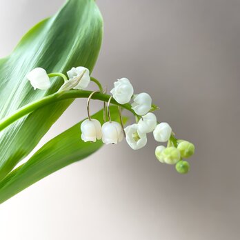 ふんわり鈴蘭のピアス 14kgf すずらん 花モチーフ フラワーピアスの画像