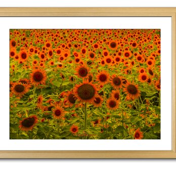 【額付アート写真/A3サイズ】SUNFLOWER FIELD（太陽の花畑）の画像