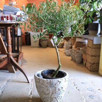 現物　＜SOUJU＞大きなトピアリー オリーブの木 ネバディロブランコB　鉢付の画像