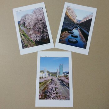 ポストカード３枚セット  神戸河川の桜並木「生田川」「宇治川」「妙法寺川」  神戸風景写真  送料無料の画像