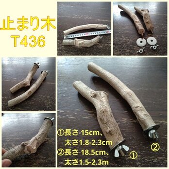止まり木セット（クチナシ枝：TOY-08-015）T436の画像
