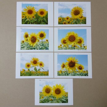ポストカード７枚セット 笑顔「ひまわり」  向日葵 風景写真 花写真 送料無料の画像