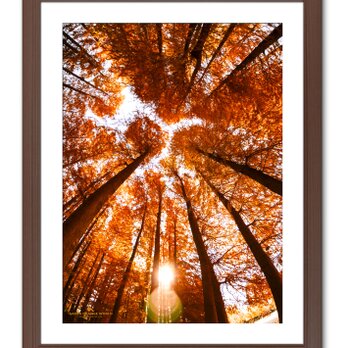 【額付アート写真/A3サイズ】ORANGE FOREST（オレンジの森）の画像
