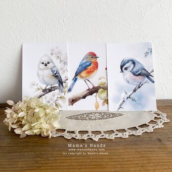 美しい 小鳥 水彩画 イラスト アート ３枚 ハガキ ポストカード セットの画像