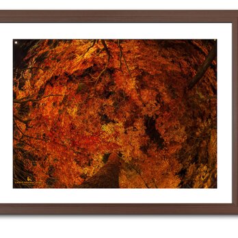 【額付アート写真/A3サイズ】GOLDEN ORANGE AUTUMN LEAVES（金橙の紅葉）の画像
