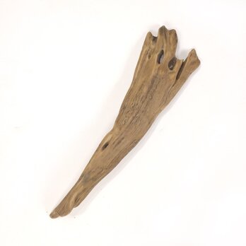 【温泉流木】カッパの手のような平たい変形流木 流木素材 インテリア素材 オブジェ レイアウトの画像