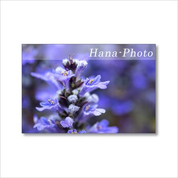 1629) 青い花と紫の花（アジュガ、ニチニチソウ、ネモフィラ）   ポストカード5枚組　の画像