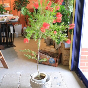 ＜１点のみ＞現物　ブラシの木　カリステモン ドーソンリバー　アンティーク風鉢付きの画像