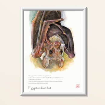A4サイズ　インクジェット高品質専用紙各種ポスター　（プラ額入り）エジプシャン・ルーセット・オオコウモリの画像