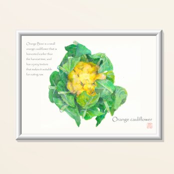 A4サイズ　インクジェット高品質専用紙各種ポスター　（プラ額入り）オレンジカリフラワーの画像