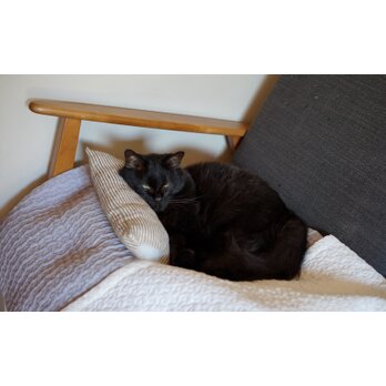 猫用ピロー◇枕 イタリアンリネン ストライプ×水色の画像