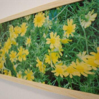 yellow flower 2の画像