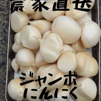 [農家直送]ジャンボニンニク１ｋｇ以上(栽培期間、農薬･化学肥料･除草剤不使用)の画像