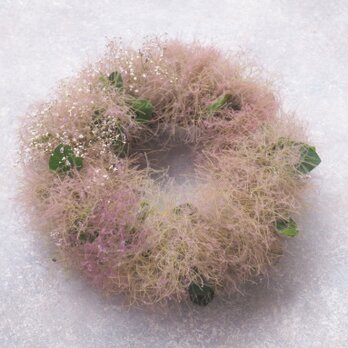 スモークツリー2種のリース