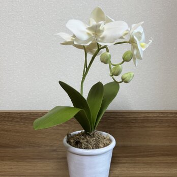 ミディ胡蝶蘭の画像