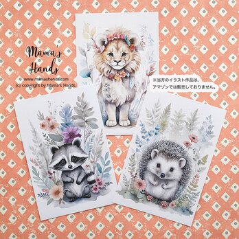 アライグマ ライオン ハリネズミ 動物 自然 イラスト アート 水彩画 ハガキ ポストカード ３枚 セットの画像