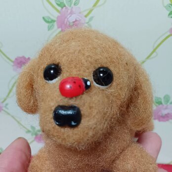 鼻の上にてんとう虫　小さなワンちゃん　羊毛の画像