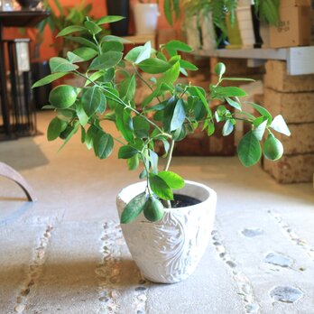 現物　可愛い♡実付き レモンの木　＜リスボン＞　B 鉢付