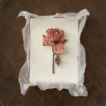 『ドライになったアプリコット薔薇』の画像