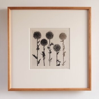 銅版画 “globe thistle”（額装）の画像