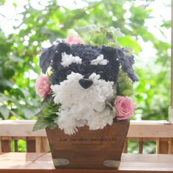 フラワーペット【シュナウザー】プリザーブドフラワー 母の日 カーネーション 犬 花の画像