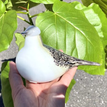 限定 Oiva Toikka オイバトイッカ Wagtail イッタラ 箱付き