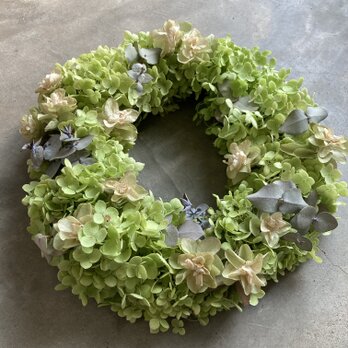 アナベルリース♬  ~柏葉紫陽花とユーカリとの画像