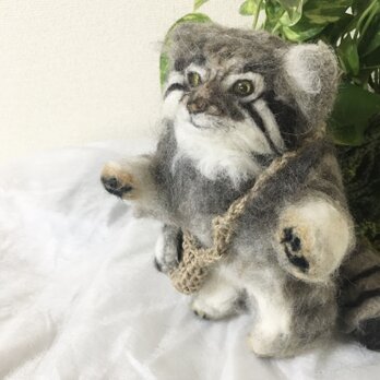 抱っこちゃん❤️猫*エキゾチック❤️ハンドメイド*ぬいぐるみ