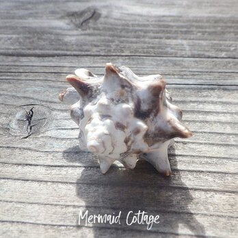 Real Rockshell Ring  イボニシ貝のリングの画像