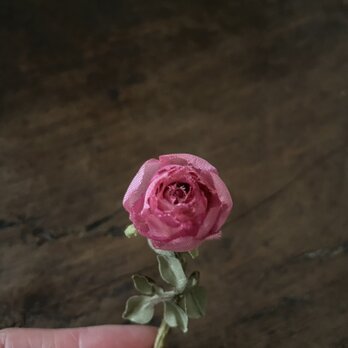 miniシリーズ　　『ビビッドぴんくの丸薔薇』の画像