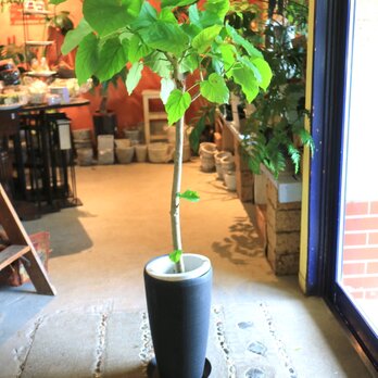 ＜１点のみ再々入荷＞　くねっと大きな　フィカス ウンベラータ　スタイリッシュブラック鉢付きの画像