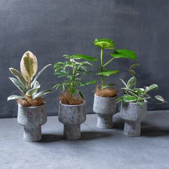 リサイクルペーパーポット(S)＋観葉植物セット インテリア 個性的 観葉植物 鉢 おしゃれ ギフト プレゼントの画像