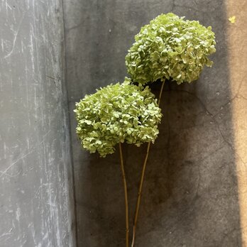 アナベル ドライフラワー おしゃれ インテリア 紫陽花 アジサイ プレゼント ギフトの画像
