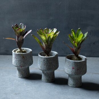 ペーパーポットに入ったネオレゲリア 観葉植物 インテリア おしゃれ 個性的 プレゼント ギフトの画像
