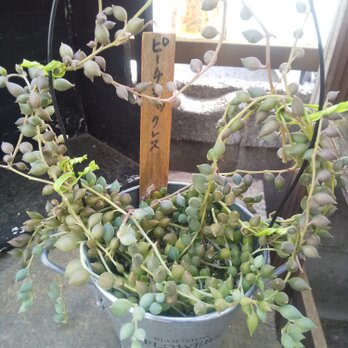 多肉植物 ピーチネックレス カット苗 10㎝ ２本の画像
